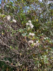 Clematis vitalba