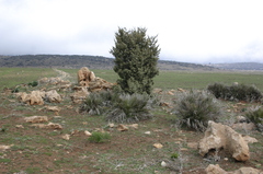 Juniperus oxycedrus image