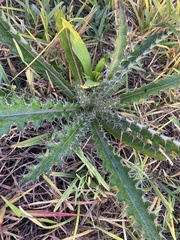 Cirsium horridulum