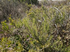 Asparagus racemosus