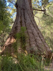 Eucalyptus jacksonii