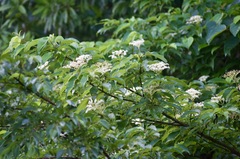 Cornus macrophylla