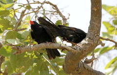 Bubalornis niger niger