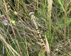 Onychogomphus flexuosus
