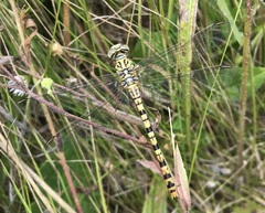 Onychogomphus flexuosus