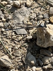 Argia moesta