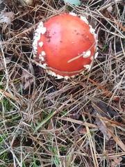 Amanita muscaria