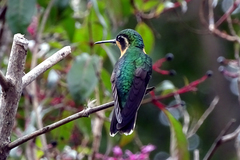 Lampornis castaneoventris