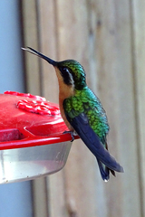 Lampornis castaneoventris