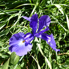 Iris latifolia
