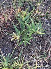 Asclepias viridis