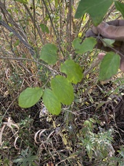 Symphoricarpos orbiculatus