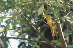 Pericrocotus solaris