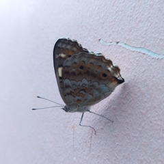 Junonia