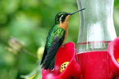 Lampornis castaneoventris