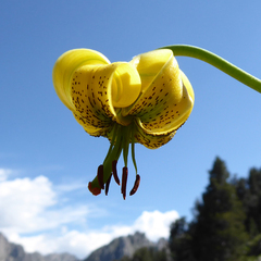 Lilium pyrenaicum