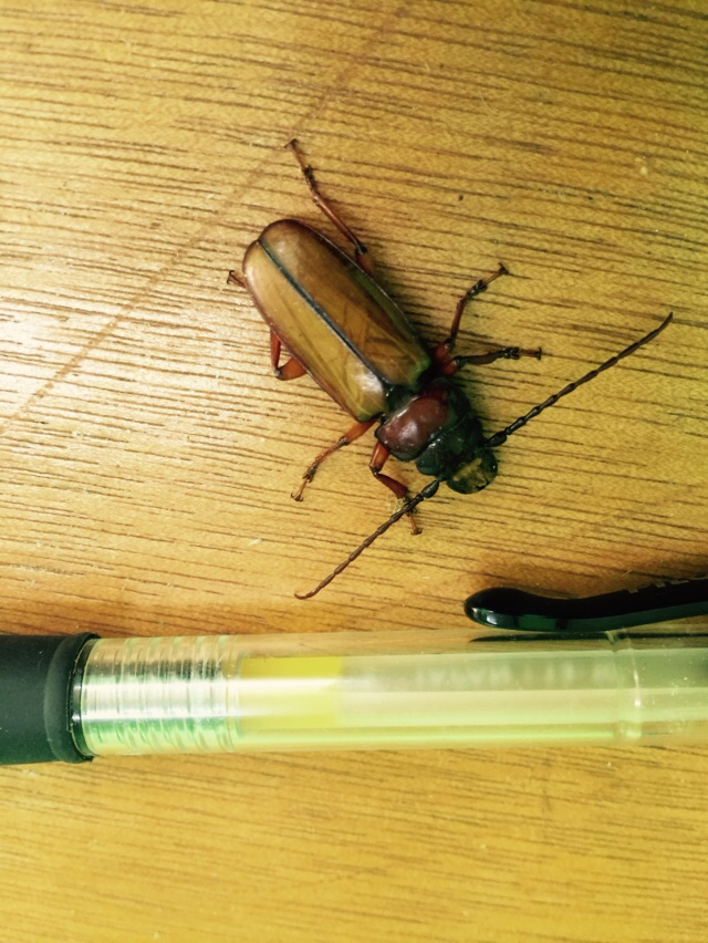 Archetypus fulvipennis