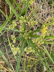 Cyperus entrerianus