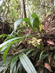 Calanthe densiflora