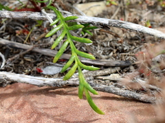 Gazania pectinata