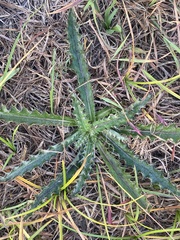 Cirsium horridulum
