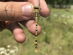Onychogomphus flexuosus