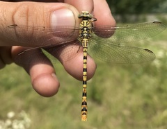Onychogomphus flexuosus