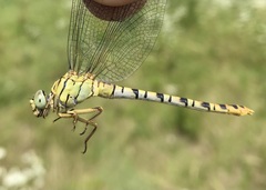 Onychogomphus flexuosus