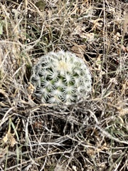Echinocereus reichenbachii caespitosus