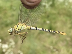Onychogomphus flexuosus