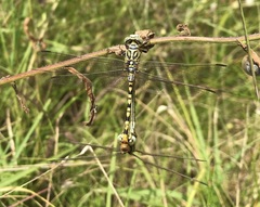 Onychogomphus flexuosus