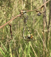 Onychogomphus flexuosus