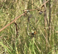Onychogomphus flexuosus