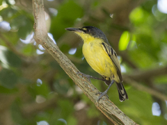 Todirostrum cinereum