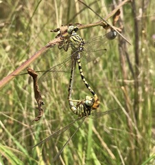 Onychogomphus flexuosus