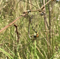 Onychogomphus flexuosus