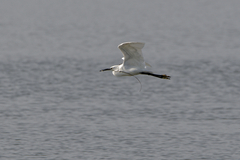 Egretta garzetta