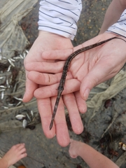 Fistularia tabacaria