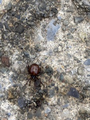 Steatoda borealis