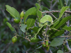 Celtis pallida