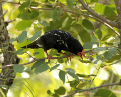 Bubalornis niger niger