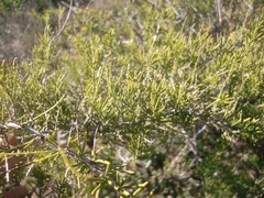 Asparagus racemosus