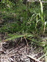 Melasphaerula graminea