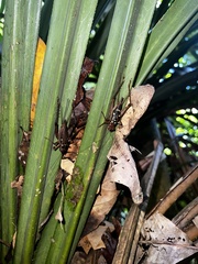 Cardiodactylus esakii