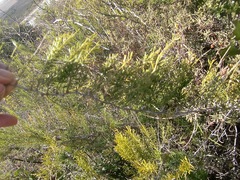 Asparagus racemosus