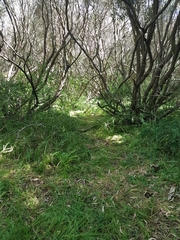 Melasphaerula graminea