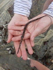 Fistularia tabacaria