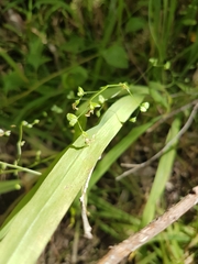 Melasphaerula graminea