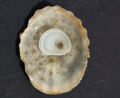 Crucibulum