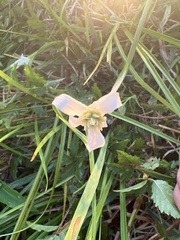 Rhynchospora colorata